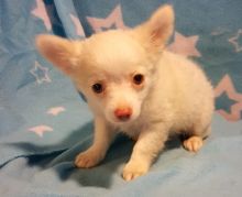 Adorable chihuahua Puppies ready for and New year.