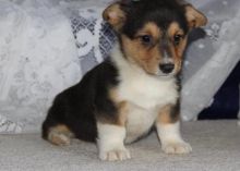 affectionate male and female Corgi puppies ready to go now