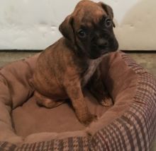 Available male and female boxer puppies looking for new home