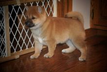 both young male and female Akita Puppies