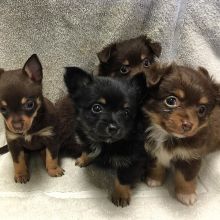 clean and affordable Pomeranian puppies ready to go