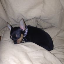 cute and chaming Chiwawa pups for sale
