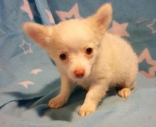lovely male and female chihuahua puppies