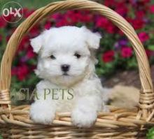 maltest puppies 716) 371-1802