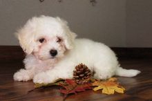 my bichon sweet puppy for sale