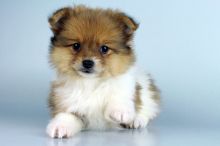 my happy pom valentine give puppy for sale