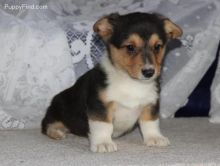 Pembroke Welsh Corgi Puppies