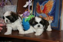 Shih Tzu Puppies For Adoption