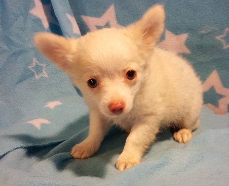Adorable chihuahua Puppies ready for and New year. Image eClassifieds4u