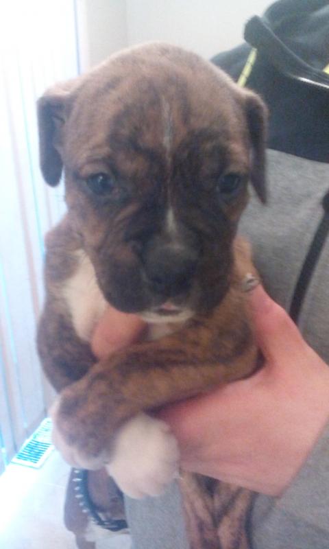 boxer pups for sale Image eClassifieds4u