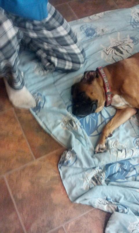 boxer pups for sale Image eClassifieds4u