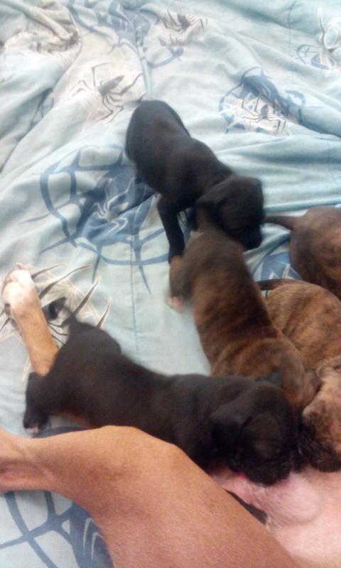 boxer pups for sale Image eClassifieds4u