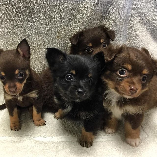 clean and affordable Pomeranian puppies ready to go Image eClassifieds4u