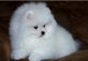 Amazing Micro Teacup Pomeranian puppy Image eClassifieds4U