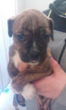 boxer pups for sale Image eClassifieds4u 1