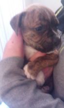 boxer pups for sale Image eClassifieds4u 2
