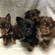 clean and affordable Pomeranian puppies ready to go Image eClassifieds4U