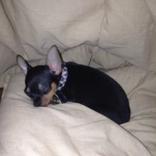 cute and chaming Chiwawa pups for sale Image eClassifieds4U