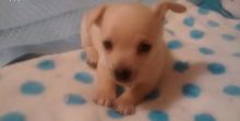 Healthy chihuahua Puppies for Adoption. Image eClassifieds4U