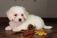 my bichon sweet puppy for sale Image eClassifieds4U