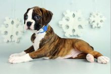 my boxer pupies for sale Image eClassifieds4U