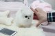 Pomeranian Puppies Available Free Image eClassifieds4U