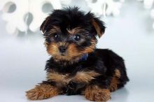 Yorkie Puppies for sale Image eClassifieds4U