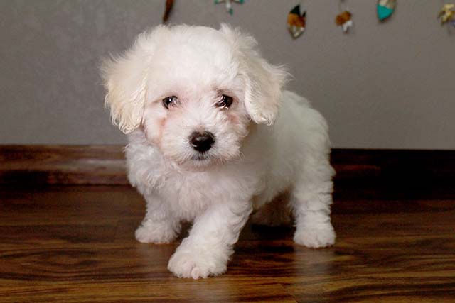 my bichon sweet puppy for sale Image eClassifieds4u