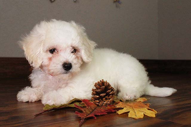 my bichon sweet puppy for sale Image eClassifieds4u