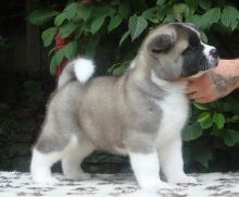 2 Akita Puppies