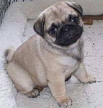 Charming Pug puppies