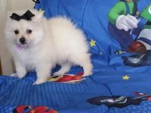 Cute Toy-Size Pomerania Puppies