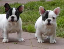 Well Trained French Bulldog Puppies