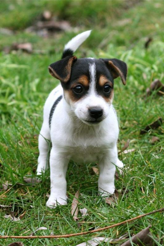 Adorable Jack Russell Puppies Image eClassifieds4u