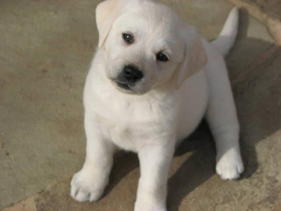 Labrador Retriever Puppies Image eClassifieds4u