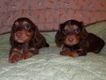 Potty Trained Dachshund Puppies available now!! Image eClassifieds4U