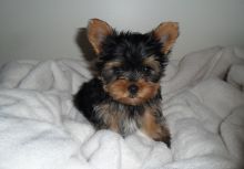 Toy and Teacup Yorkies for Sale Image eClassifieds4U