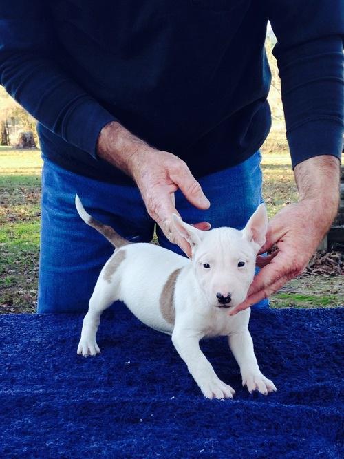 male and female Bull terrier puppies for adoption Image eClassifieds4u