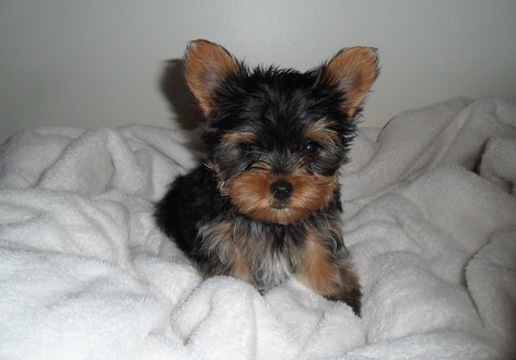 Super tiny teacup male Yorkie puppy Image eClassifieds4u