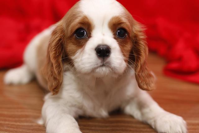 Two cavalier king Charles puppies for adoption Image eClassifieds4u