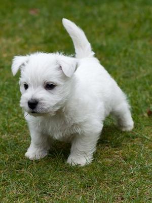 West Highland Terrier Puppies Image eClassifieds4u