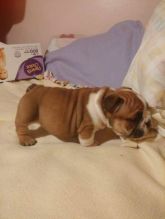 12 Weeks old English Bulldog Puppy