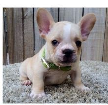 Beautiful French Bulldog puppies.