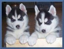 Beautiful Siberian husky puppies.