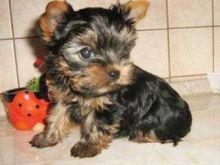 Excellent Tea-Cup Size Yorkie Puppies For Adoption Text us at 302 307 6149