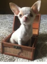 Extremely Beautiful Chihuahua Puppies