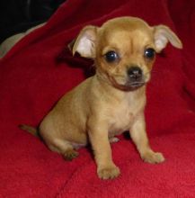 Female Pocket Size Chihuahua Puppy