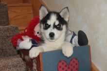 Free 2 female and 1 male Siberian Husky puppies
