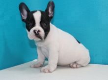 French Bulldog Puppies