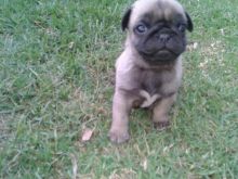 Quiet Pug Puppies Available For Good Homes